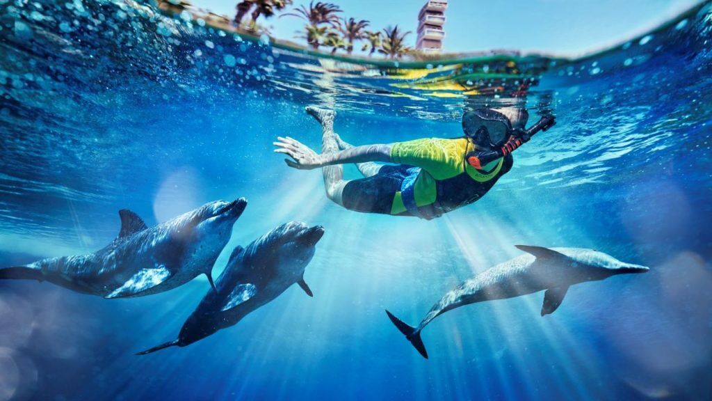Atlantis The Palm | Atlantis Dolphin Swim for 1