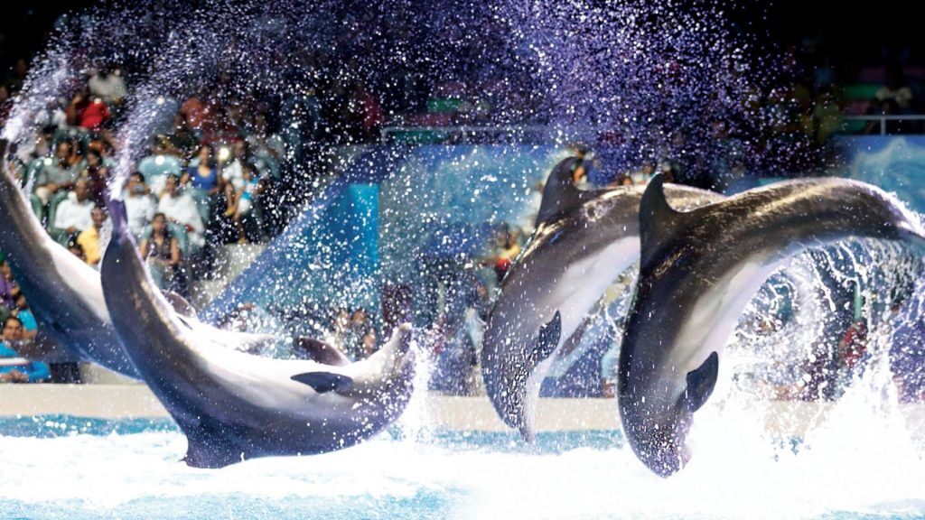 Dubai Dolphinarium | Dolphin and Seal Show Standard Entry Ticket for 1