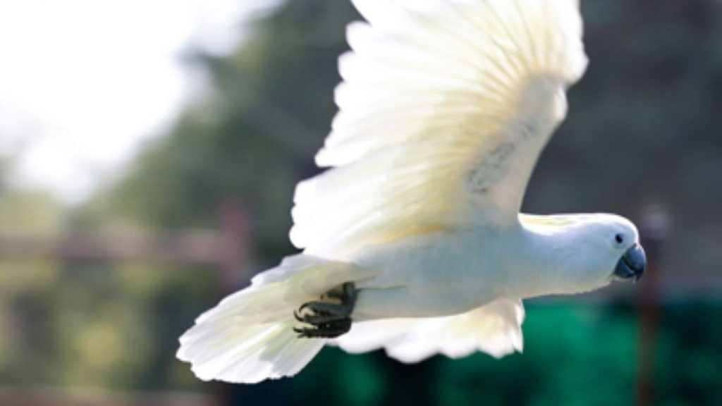 Dubai Dolphinarium | Creek Park Exotic Bird Show Entry For 1