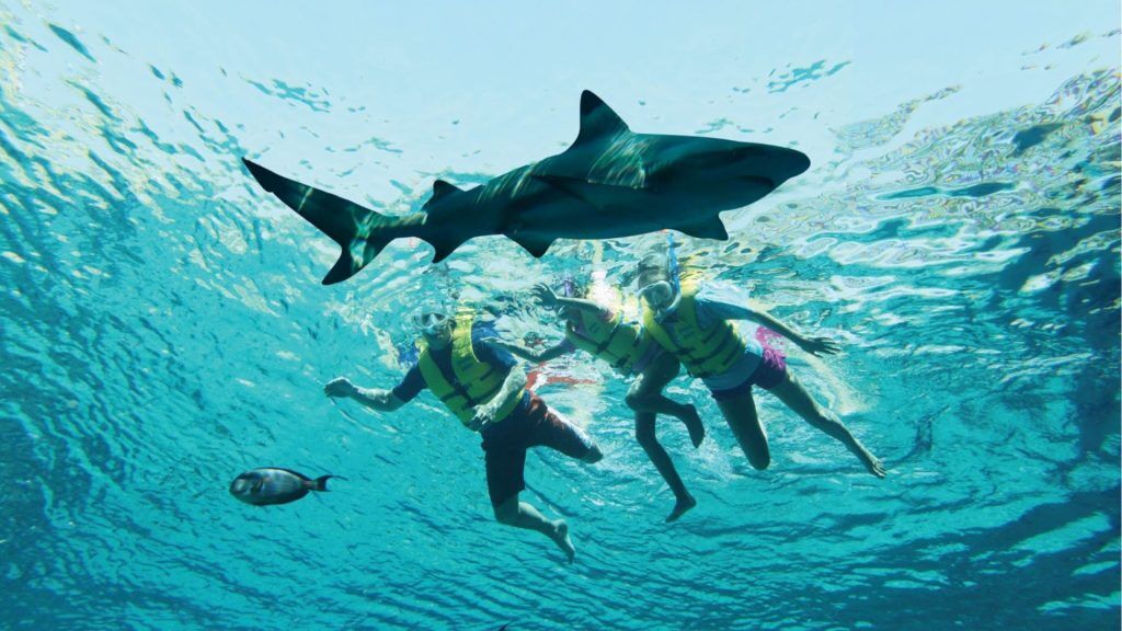 Atlantis Ultimate Snorkel Experience