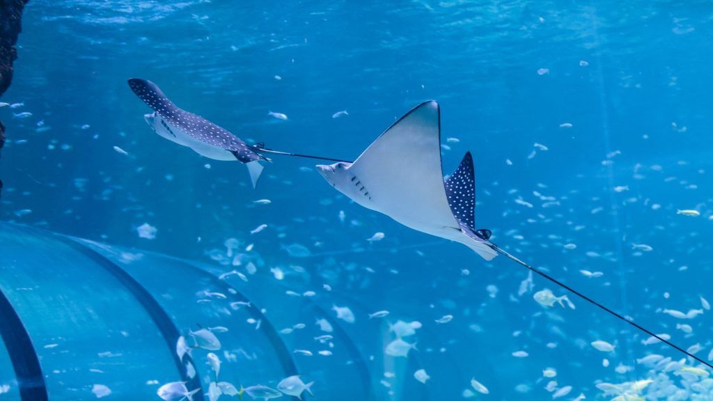 National Aquarium Abu Dhabi - All Access Pass